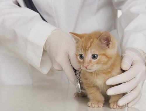 New Kitten Exam and Vaccinations